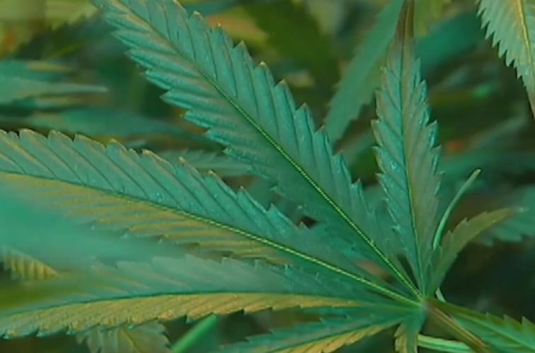 Pennsylvania Pushes Forward with Marijuana Legalisation as New Bill Hits House Floor