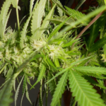 Medical Marijuana Shows Significant Reduction in Anxiety and Depression, New Study Finds