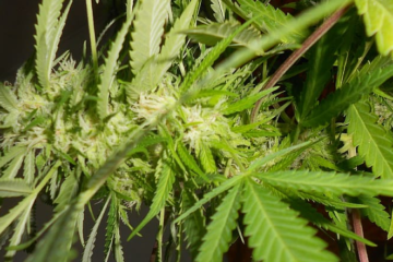 Medical Marijuana Shows Significant Reduction in Anxiety and Depression, New Study Finds