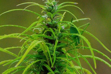 Texas Senate Moves to Ban Most Hemp Products in Surprise Legislative Push
