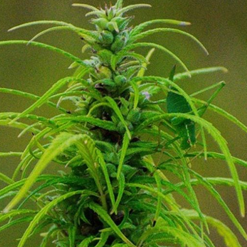 Texas Senate Moves to Ban Most Hemp Products in Surprise Legislative Push