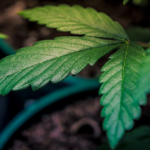 88 Years of Federal Marijuana Prohibition: A Failed Policy That Refuses to Die