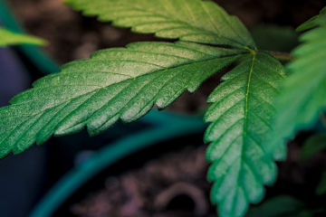 88 Years of Federal Marijuana Prohibition: A Failed Policy That Refuses to Die