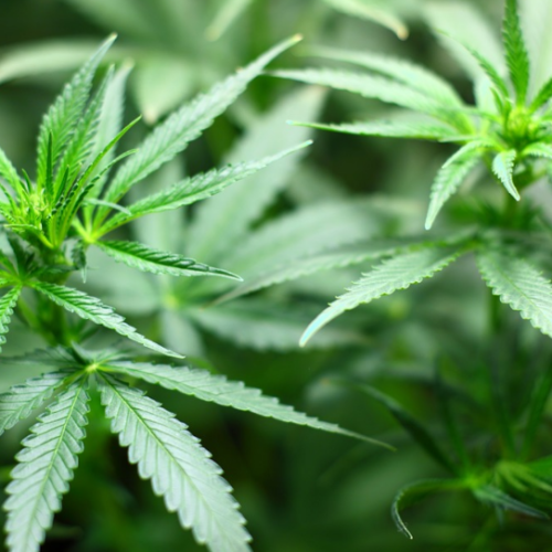 Senate Panel Heads to Alabama for Veterans’ Mental Health Hearing on Psychedelics