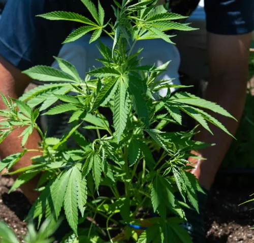 Oklahoma Pushes Pot Legalisation Back on the Ballot for 2026, Retailers Rally Behind Campaign