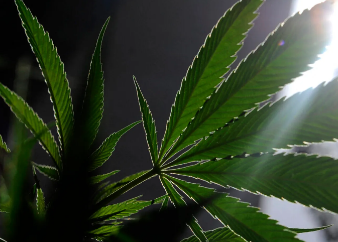 Senate Greenlights VA Doctors to Recommend Medical Marijuana to Veterans, Drops THC Ban on Hemp Products