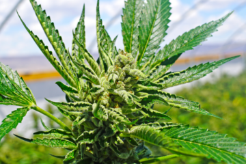Scientists Uncover Marijuana’s Unique Smells Through New Research
