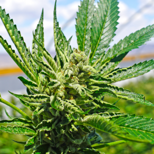 Scientists Uncover Marijuana’s Unique Smells Through New Research