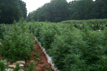 USDA Faces Criticism Over Hemp Market Valuation Amid Industry Concerns