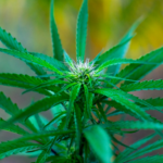 Americans Split on Weed Danger as Trump Eyes Rescheduling Move