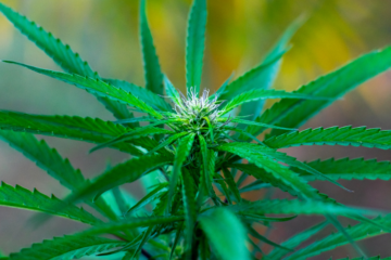Americans Split on Weed Danger as Trump Eyes Rescheduling Move