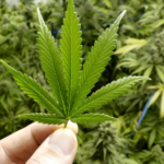 Trump’s Marijuana Move: Christians Eye Medical Relief