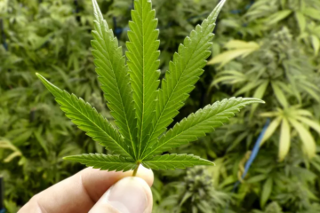 Trump’s Marijuana Move: Christians Eye Medical Relief