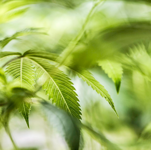Hawaii Backs Federal Marijuana Shift as Trump Eyes Big Changes
