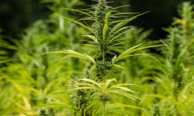 Trump Advisors Clash Over Marijuana Rescheduling Hopes