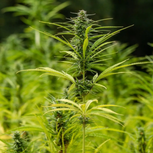 Trump Advisors Clash Over Marijuana Rescheduling Hopes