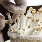 Colorado Board Backs Ibogaine for Psychedelic Healing Centers