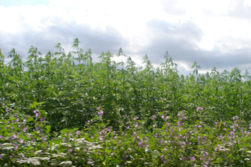 GOP Senator Urges Hemp Study as THC Ban Looms