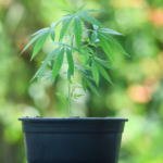 GOP Senator Eyes Federal Marijuana Overhaul with Taxes and State Choices