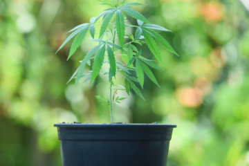 GOP Senator Eyes Federal Marijuana Overhaul with Taxes and State Choices