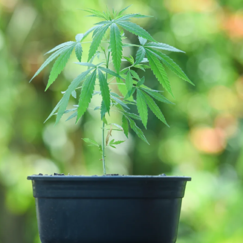 GOP Senator Eyes Federal Marijuana Overhaul with Taxes and State Choices