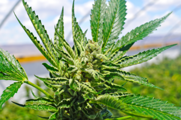 FBI Reveals Over 200,000 Marijuana Arrests in US Last Year