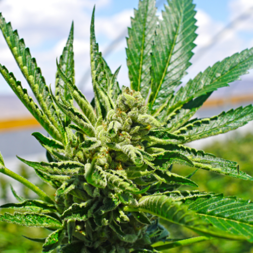 FBI Reveals Over 200,000 Marijuana Arrests in US Last Year