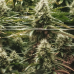 Florida Weed Legalization Push Hits Court Over Signature Battle