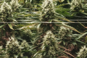 Florida Weed Legalization Push Hits Court Over Signature Battle