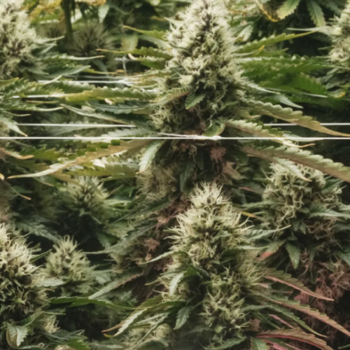 Florida Weed Legalization Push Hits Court Over Signature Battle