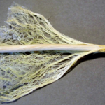 New Hampshire House Pushes Marijuana Legalization Forward