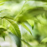 Americans View Marijuana as Healthier Than Alcohol, Poll Shows Legalization Hopes High