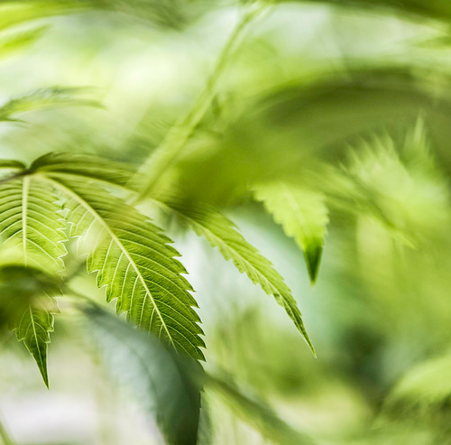 Americans View Marijuana as Healthier Than Alcohol, Poll Shows Legalization Hopes High