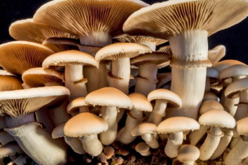 Arizona Launches First Psilocybin Trial for PTSD in Heroes