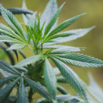 Massachusetts Senate Passes Bill to Double Weed Limit and Fix Regulations