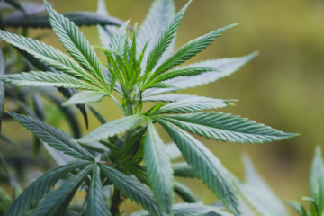 Massachusetts Senate Passes Bill to Double Weed Limit and Fix Regulations