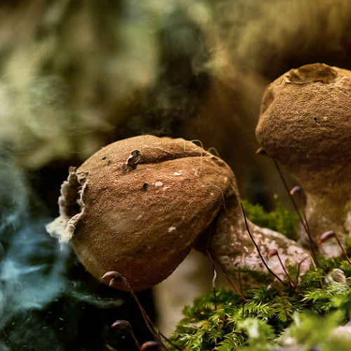 New Jersey Pushes Psilocybin Therapy Bill Forward