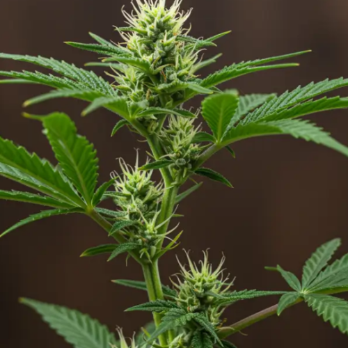 Ohio Lawmakers Vote to Revamp Marijuana Laws and Crack Down on Hemp Sales