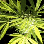 Trump’s Marijuana Rescheduling Order Ignites State Legalization Push