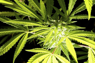 Trump’s Marijuana Rescheduling Order Ignites State Legalization Push