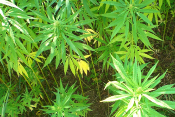 Trump Voters Split on Weed Legalization as Rescheduling Looms