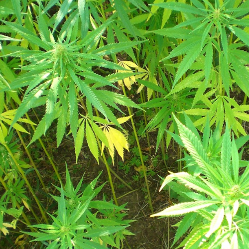 Trump Voters Split on Weed Legalization as Rescheduling Looms