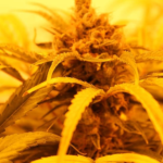 Trump’s Bold Marijuana Rescheduling Order Shakes Up Policy