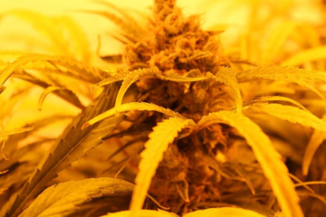 Trump’s Bold Marijuana Rescheduling Order Shakes Up Policy