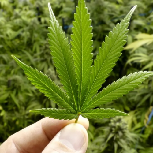 Virginia Set to Launch Legal Weed Sales in 2026 After Major Breakthrough