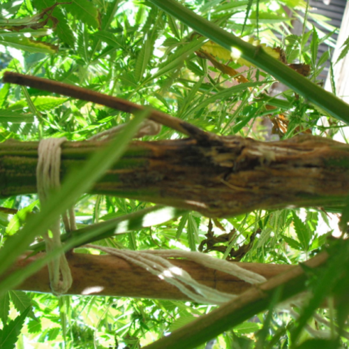 Study Shows Marijuana Cuts Opioid Use in Chronic Pain Patients