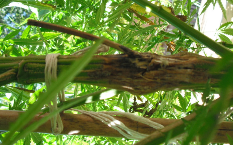 Study Shows Marijuana Cuts Opioid Use in Chronic Pain Patients