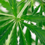 Trump Rolls Out Medicare CBD Pilot for Pain Relief