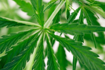 Trump Rolls Out Medicare CBD Pilot for Pain Relief