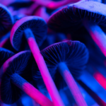 Sinema Eyes Psychedelic Shift Under Trump